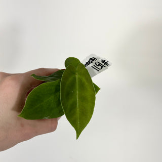 Anthurium 'Big Bertha' x self - Seedling [#1511]