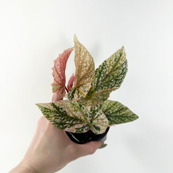 Begonia 'Snow Capped' (Variegated) [#2495] – Steve's Leaves