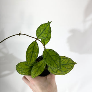 Hoya 'Larisa' [#1728]