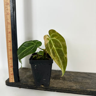 Anthurium 'Arnold Schwarzenegger' x self [#2087]