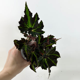 Begonia 'Texas Red Star' [#2098]