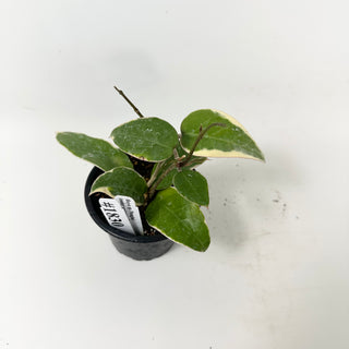 Hoya sp. Panglai (outer-variegated) [#1830]