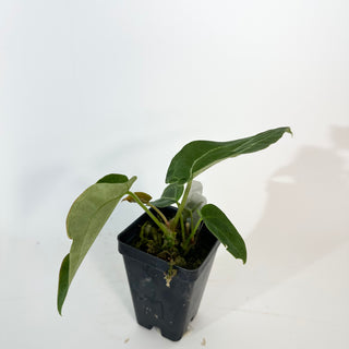 Z-5280 - Anthurium 'Big Bertha' x 'Arnold Schwarzenegger'