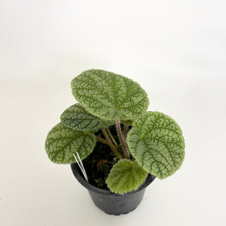 Begonia U702 [#2311]