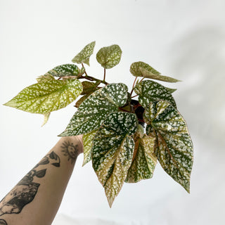 Begonia 'Snow Capped' (Variegated) [#1470]