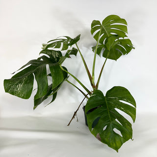 Monstera deliciosa var. borsigiana albo-variegata [#1102]