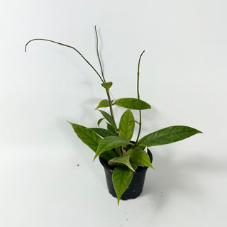 Hoya PMP 173-B