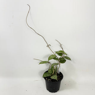 Hoya sp. MA-20 [#1681]