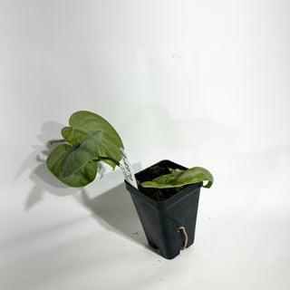 Z-4970 - Scindapsus sp. Lahat