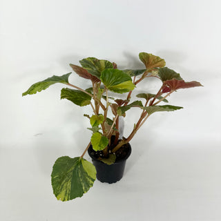 Begonia cucullata (variegated) [#2106]
