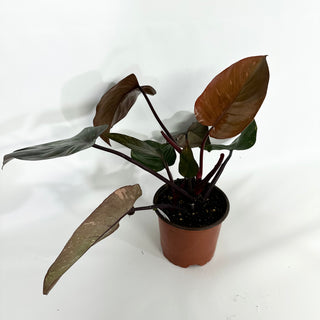 Philodendron 'Orange Princess' (Non-TC)  [#1159]