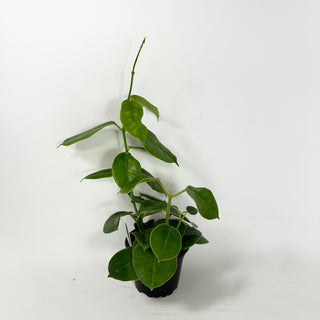 Hoya affinis [#1976]