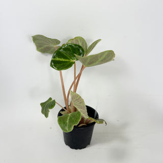 Begonia chingipengii [#1988]
