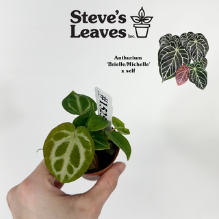 Anthurium 'Brielle'/'Michelle' x self - 3 Seedlings [#1525]
