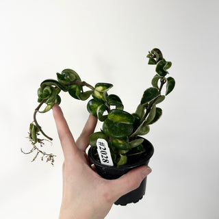 Hoya carnosa compacta 'Mauna Loa' [#2028]