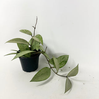 Hoya 'Snow Cui' (silver) [#1920]