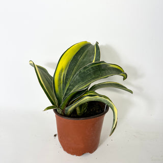 Z-5236 - Sansevieria masoniana "Golden"