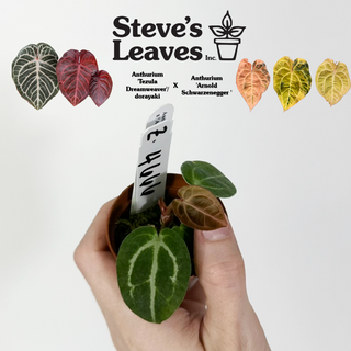 Z-4666 - Anthurium 'Tezula Dreamweaver'/dorayaki x 'Arnold Schwarzenegger' - Seedling