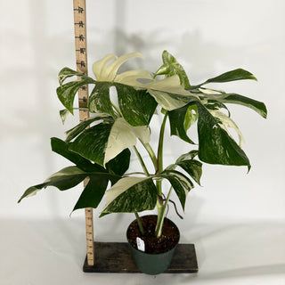 Monstera deliciosa var. borsigiana albo-variegata [#1636]