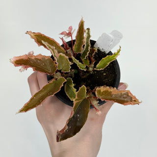 Z-4515 - Begonia 'Dainty Spray' (Sport)