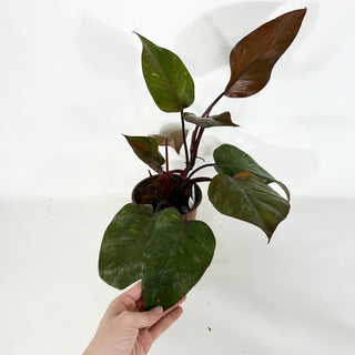 Philodendron 'Orange Princess' (Non-TC)  [#1543]