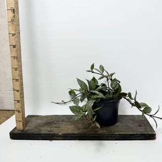 Hoya lacunosa Black Aurora [#2331]