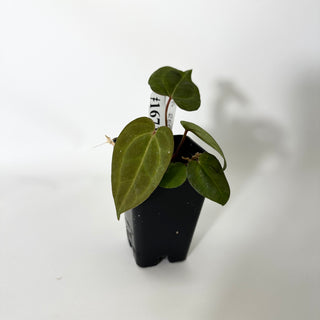 Anthurium SKG red crystallinum x 'Amelia's Delight' [#1671]