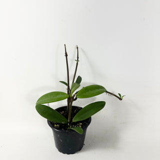Hoya revolubilis
