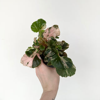 Begonia cucullata (variegated) "Pink Mint" [#2047]