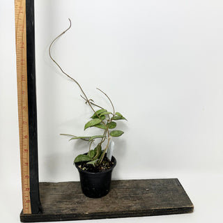 Hoya sp. MA-20 [#1681]