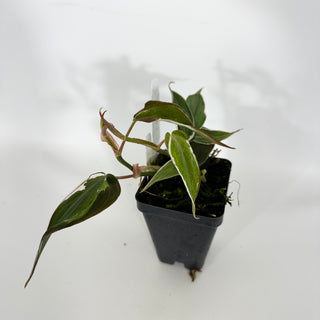 Z-4701 - Philodendron hederaceum ‘Micans Halo’