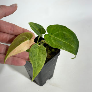 Anthurium 'Arnold Schwarzenegger' x self [#1992]