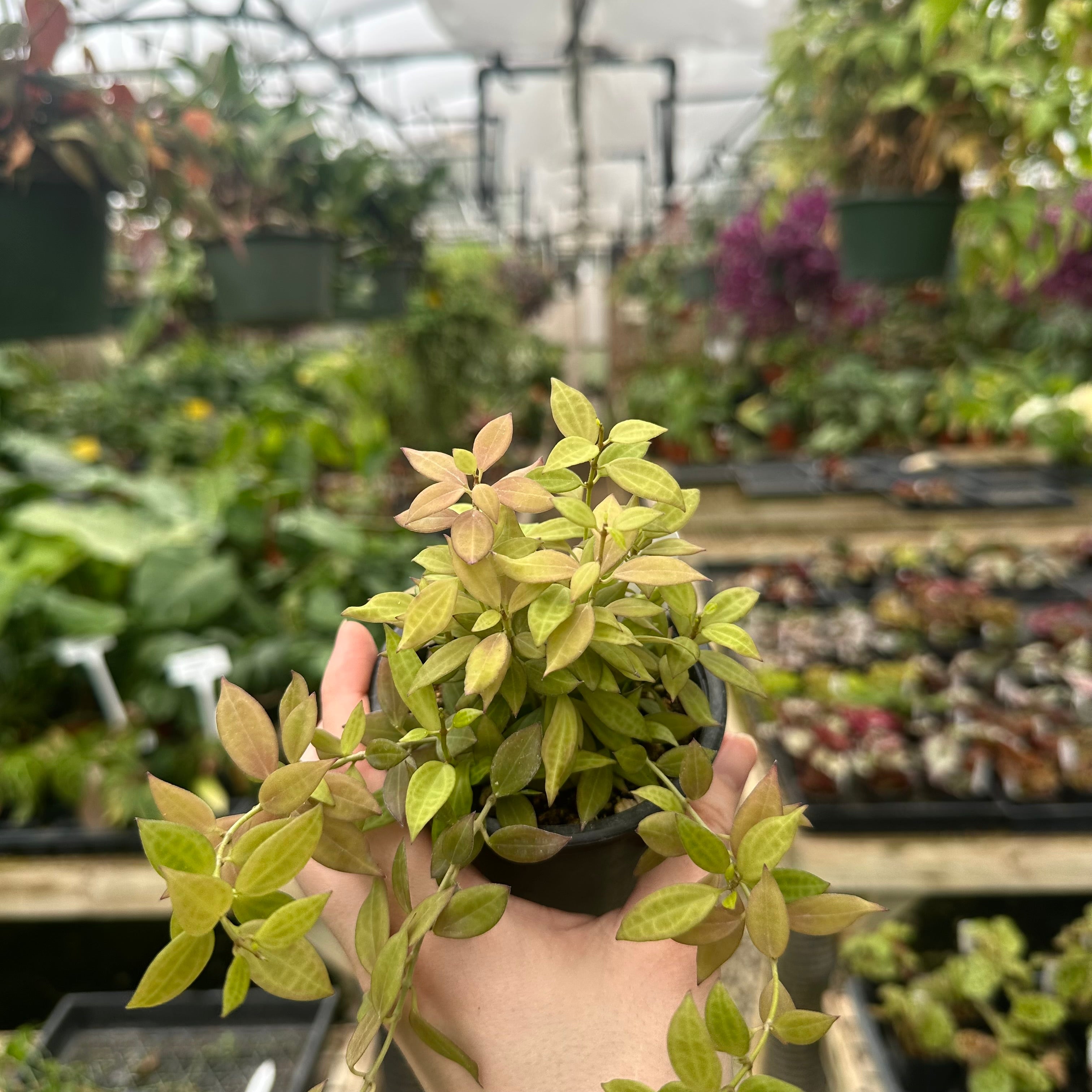 Hoya microdwarf (NS 12-323) – Steve's Leaves