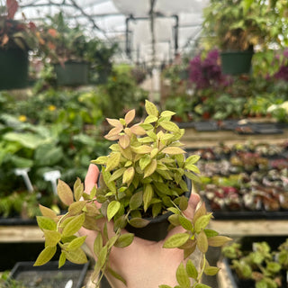 Hoya microdwarf (NS 12-323)