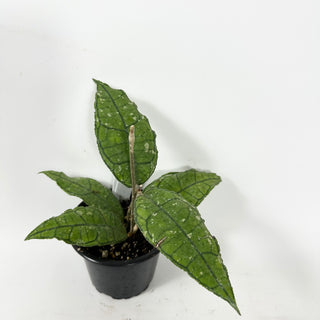 Hoya sp. Nong Nooch [#2330]