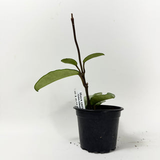 Hoya carnosa 'Grey Ghost' [#1695]