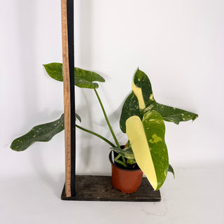 Philodendron 'Jose Buono' (Texas Form) [#2113]