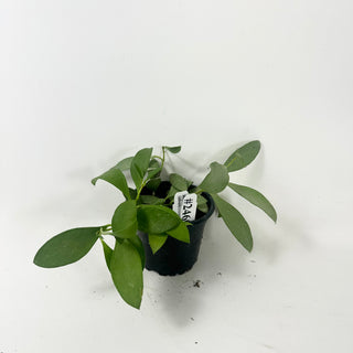 Hoya nummularioides (silver) [#2460]