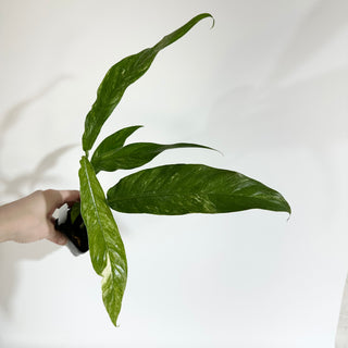 Z-5097 - Rhaphidophora megasperma variegata