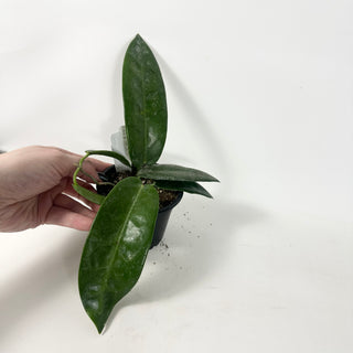 Hoya stenaokei dark [#1897]