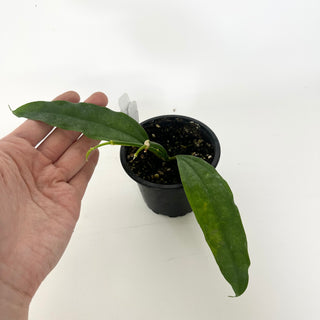 Hoya medinillifolia [#2323]