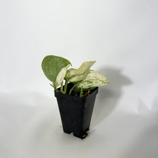 Scindapsus 'Jade Satin' albo-variegata [#1602]