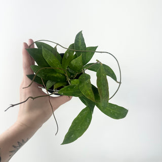 Hoya ruthiae [#1960]
