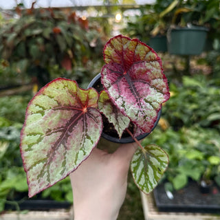 Begonia 'Steve's Leaves Hornet'