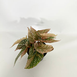 Begonia 'Snow Capped' (Variegated) [#1470]