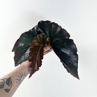 Begonia 'Monarch' [#1925]