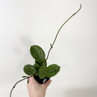 Hoya 'Michele' (Splash/Silver) [#1974]