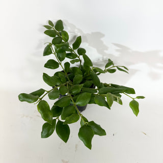 Hoya aeschynanthoides [#2062]