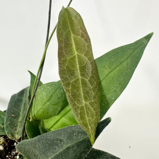 Hoya hypolasia