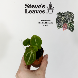 Anthurium 'Brielle'/'Michelle' x self - 2 Seedlings [#1515]